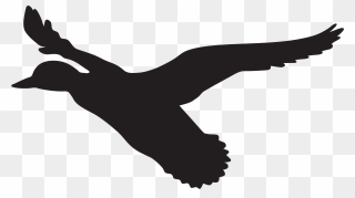 Flying Duck Clipart Black And White"onerror='this.onerror=null; this.remove();' XYZ="data - Flying Duck Silhouette Png Transparent Png